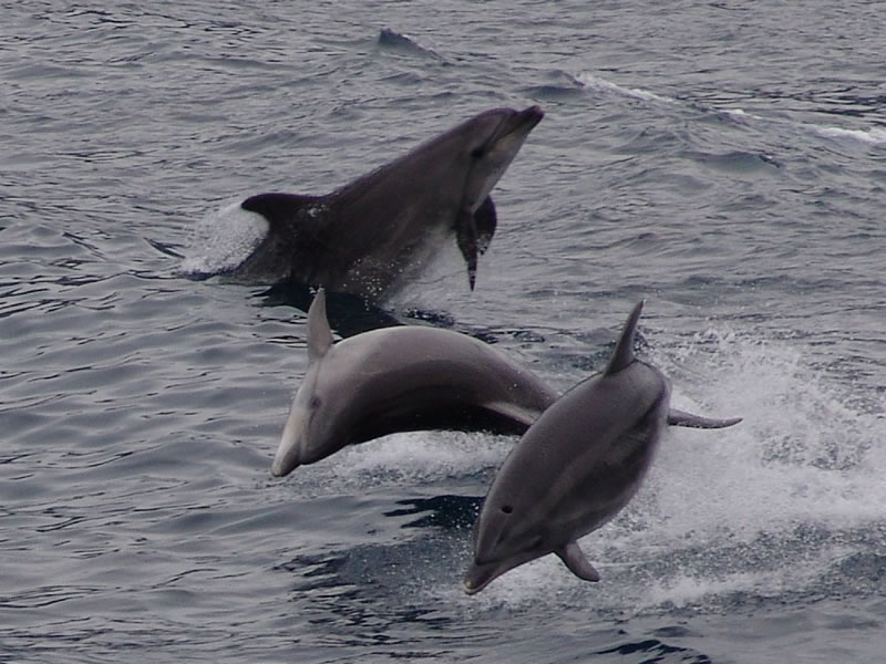 Dolphins in Scandola reserve