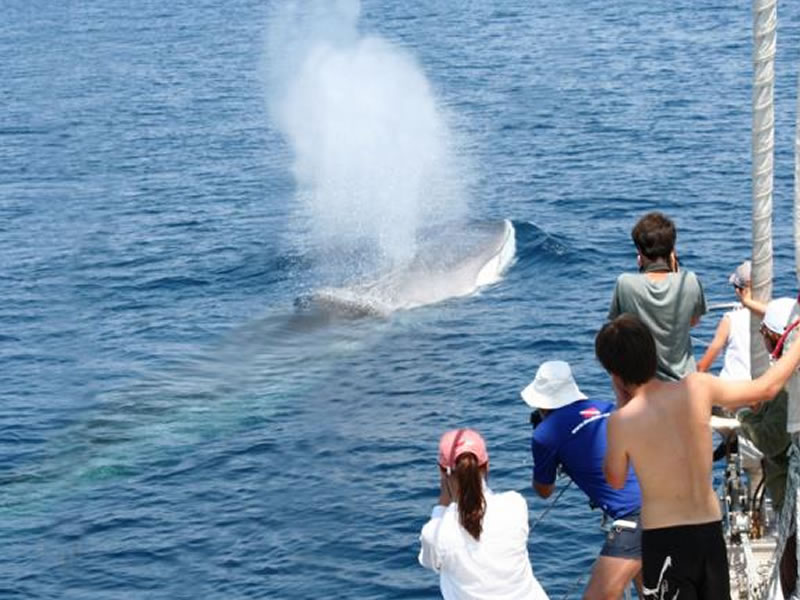 Whales Ligurian Sea