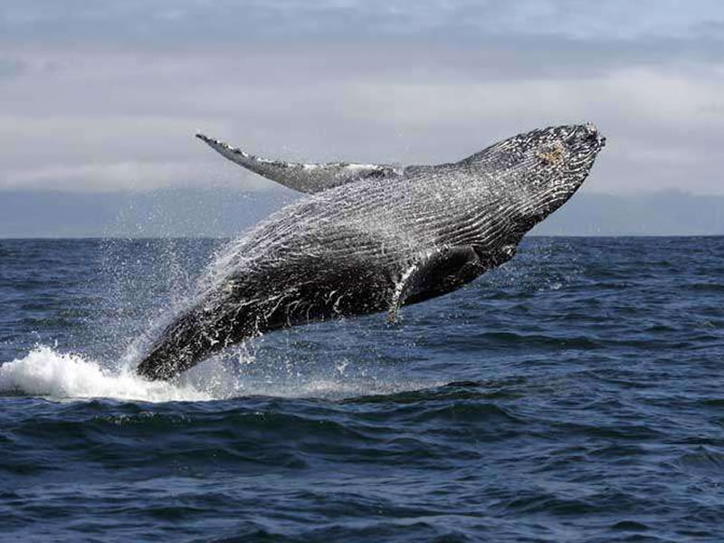 Observation des baleines sur la côte Ligure